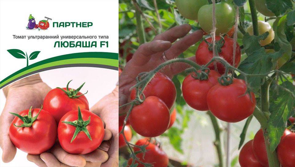 Характеристика и описание гибрида томата примадонна f1, выращивание и уход