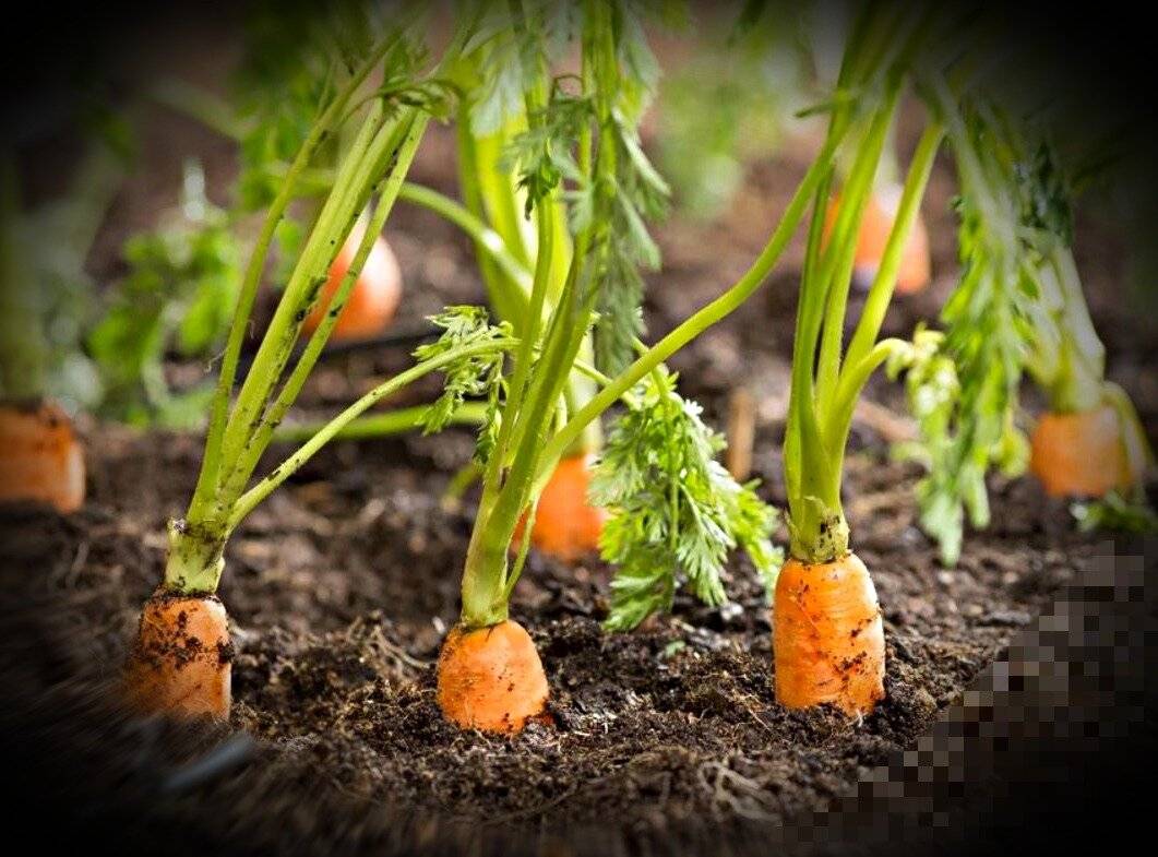 Почему не взошла морковь и что делать, как посадить чтобы быстро проросла