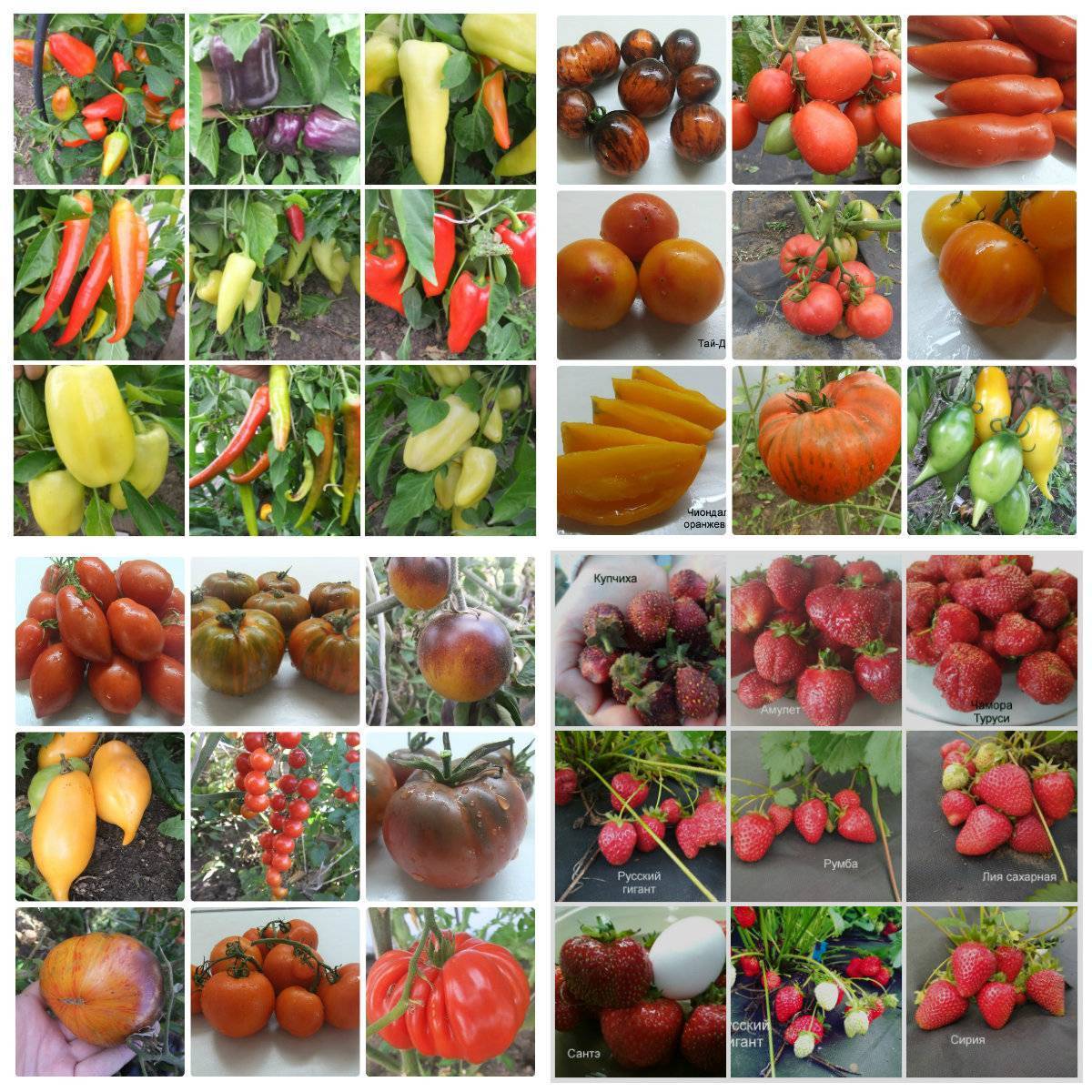 Топ-10 лучших сортов томатов для теплиц – рейтинг 2021 года