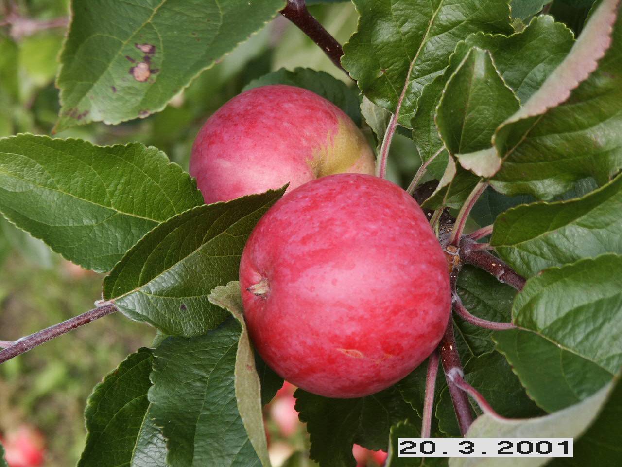 Розовый налив яблоня отзывы. Сорт яблони Суйслепское (Малиновка). Яблоня сорт Зарянка. Сорт яблони Малиновка. Яблоня "розовый налив" (Malus domestica).