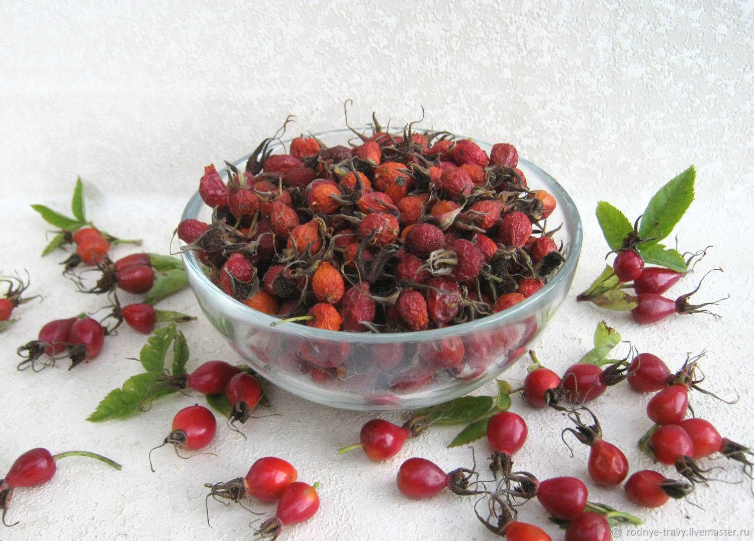 Когда собирать барбарис, ягоды (в каком месяце): в подмосковье, на урале, в ленинградской области