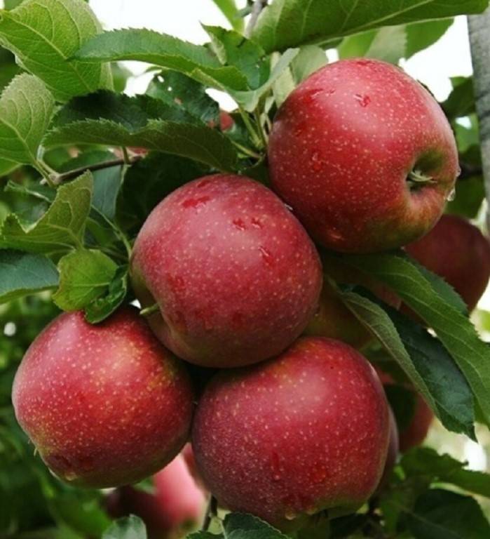 Яблоня джонатан: описание скороспелого сорта американской селекции, урожайность, выращивание, посадка и уход, отзывы