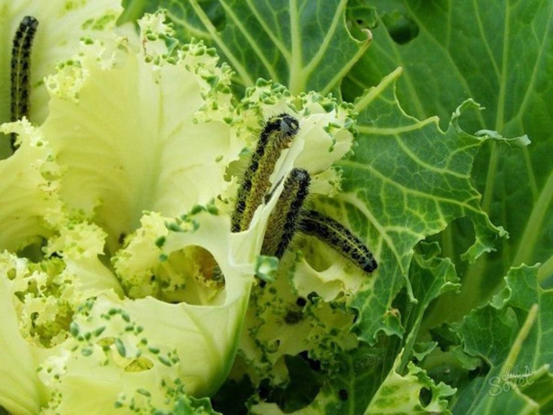 Чем обработать капусту от гусениц народными средствами: как избавиться и защитить