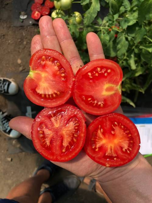 Фото, отзывы, описание, характеристика, урожайность гибрида помидора «анюта f1».