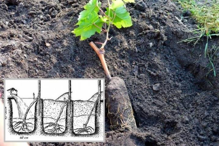 Виноград на урале - посадка и выращивание в открытом грунте, сорта для начинающих