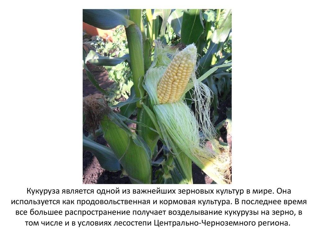 Кукуруза доклад 3 класс. Кукуруза зерновая культура. Сообщение о кукурузе. Кукуруза доклад. Кукуруза как культурное растение.
