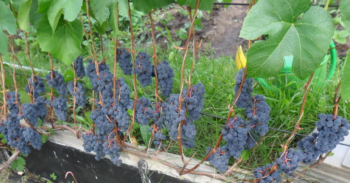 Выращивание винограда в сибири: фото и видео