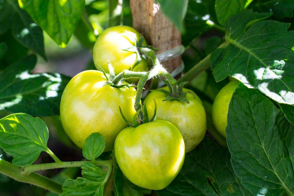 Характеристика и описание сорта томатов большая мамочка