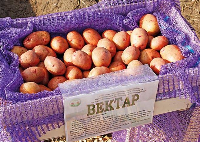 Сорта картофеля, выведенные в белоруссии: характеристика и описания с фото