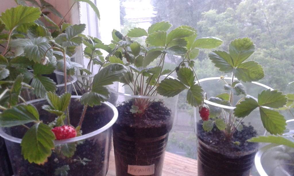 Технология выращивания клубники из семян в домашних условиях
