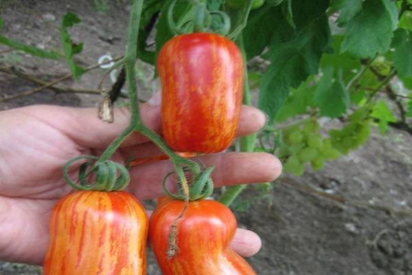 Безумие касади сорт томата
