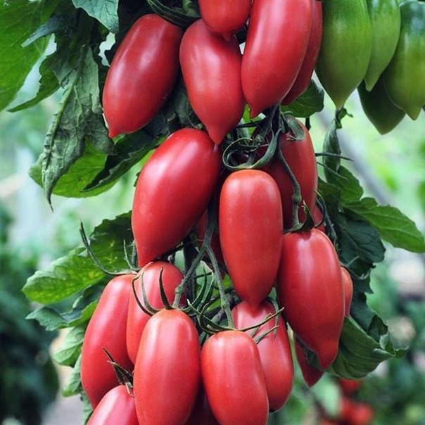 Урожайный и легкий в выращивании томат «женское счастье» — фото плодов и секреты грамотного ухода