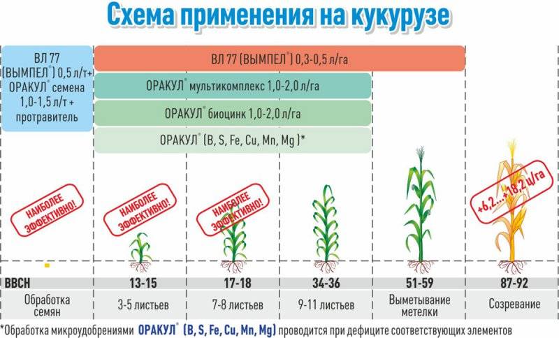 Чем подкормить кукурузу ? для роста: чем удобрять после высадки в грунт, листовая подкормка, нормы, чтобы был хороший урожай, обработка для ускорения роста | qlumba.com