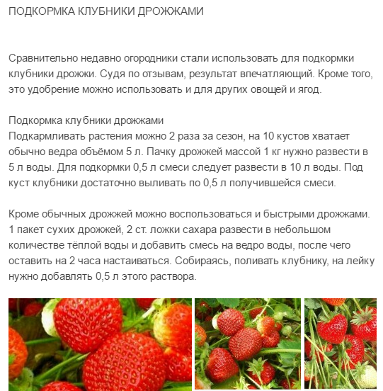 Чем подкормить клубнику: советы по правильному уходу за ягодой в весенний, летний  и осенний периоды