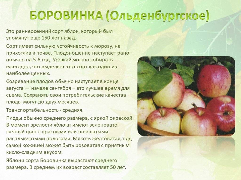 Яблоня боровинка: описание сорта, фото, отзывы