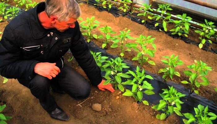 Выращивание болгарского перца: посадка, уход, борьба с болезнями и вредителями selo.guru — интернет портал о сельском хозяйстве