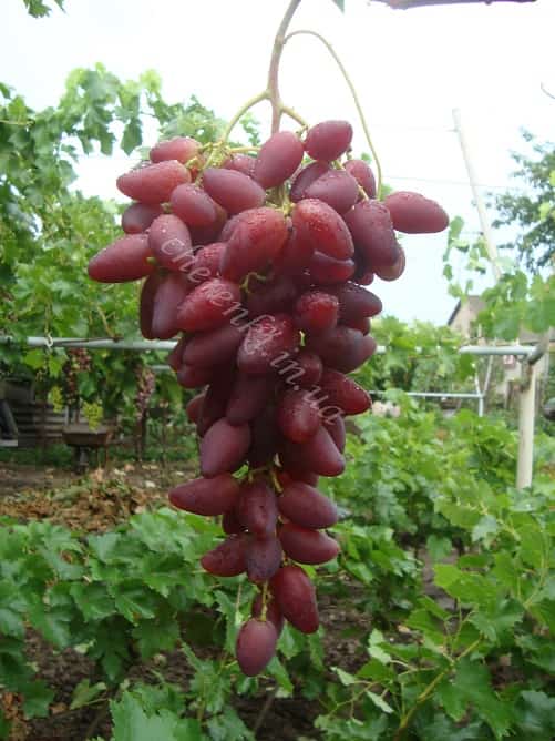 Характеристика сорта винограда «дубовский розовый» — описание, фото и отзывы о нём