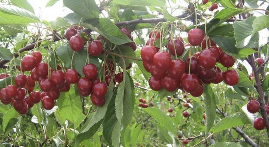 Шубинка вишня: характеристика и описание сорта, выращивание и уход