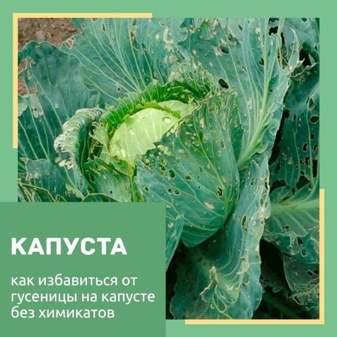 Чем из народных средств обработать капусту от гусениц, как полить или опрыскать химикатами, чтобы избавиться от вредителей, уберечь рассаду и защитить овощ?