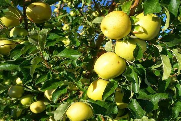 Яблоня «солнышко» – фото, описание, отзывы о сорте