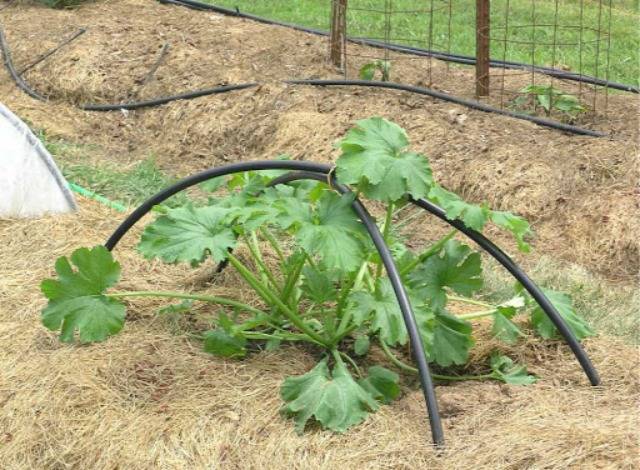Как поливать кабачки в открытом грунте | во саду и в огороде