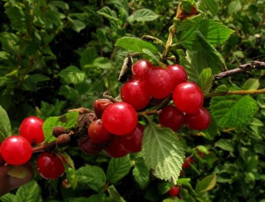Выращивание вишни чудовишня лучшие советы по посадке и уходу - агро эксперт
