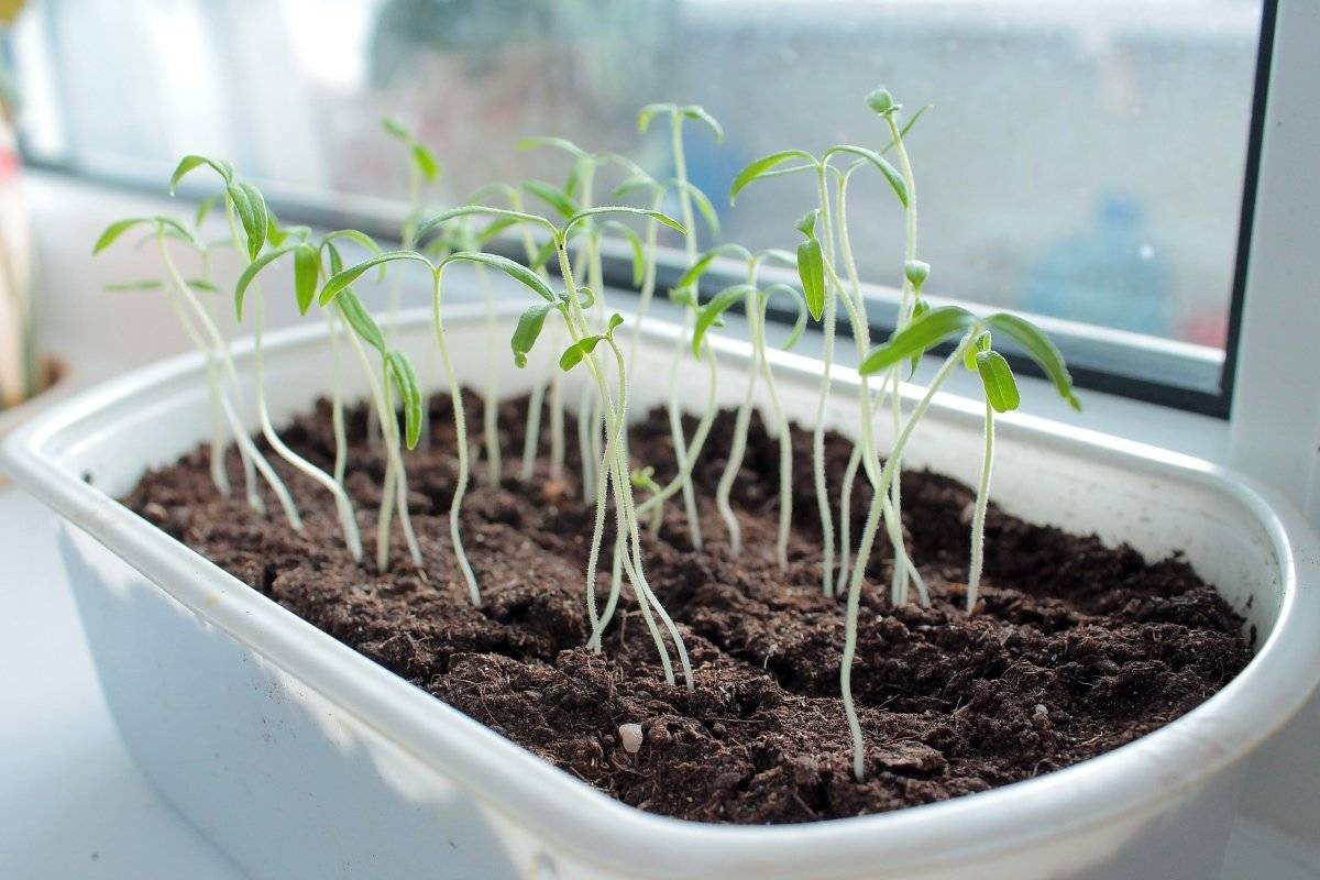Что делать при тонкой и длинной томатной рассаде: какие меры следует принять