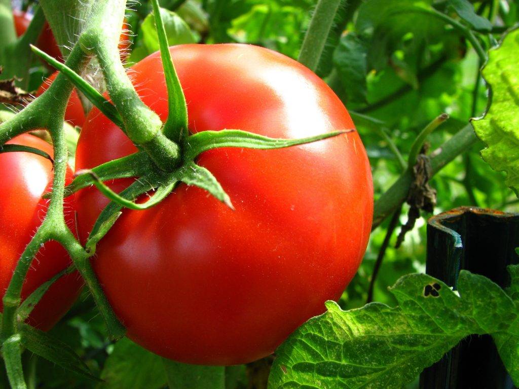 Лучшие сорта томатов для открытого грунта: ранние и поздние, крупные и мелкие