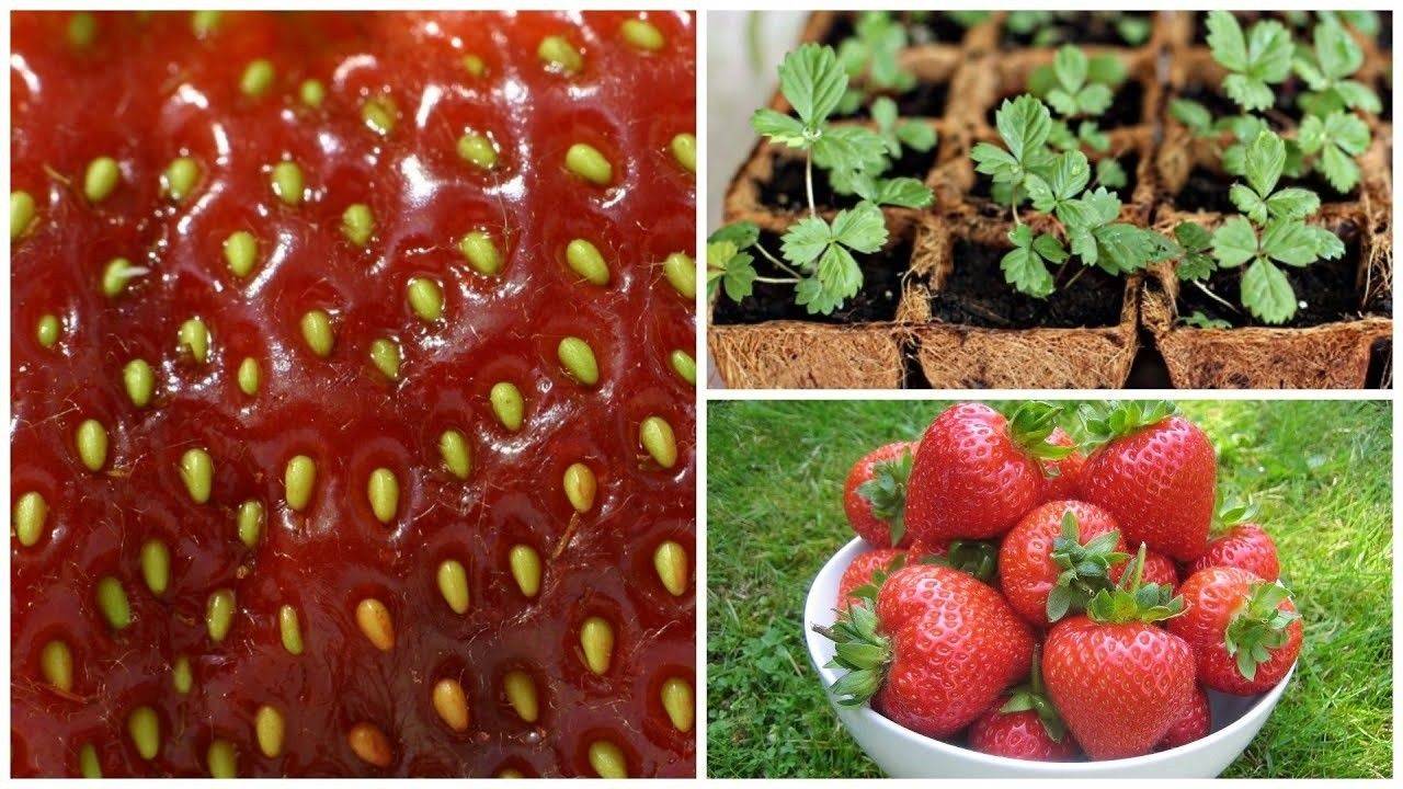 Как вырастить клубнику из семян: выращивание из ягоды, как получить семена в домашних условиях