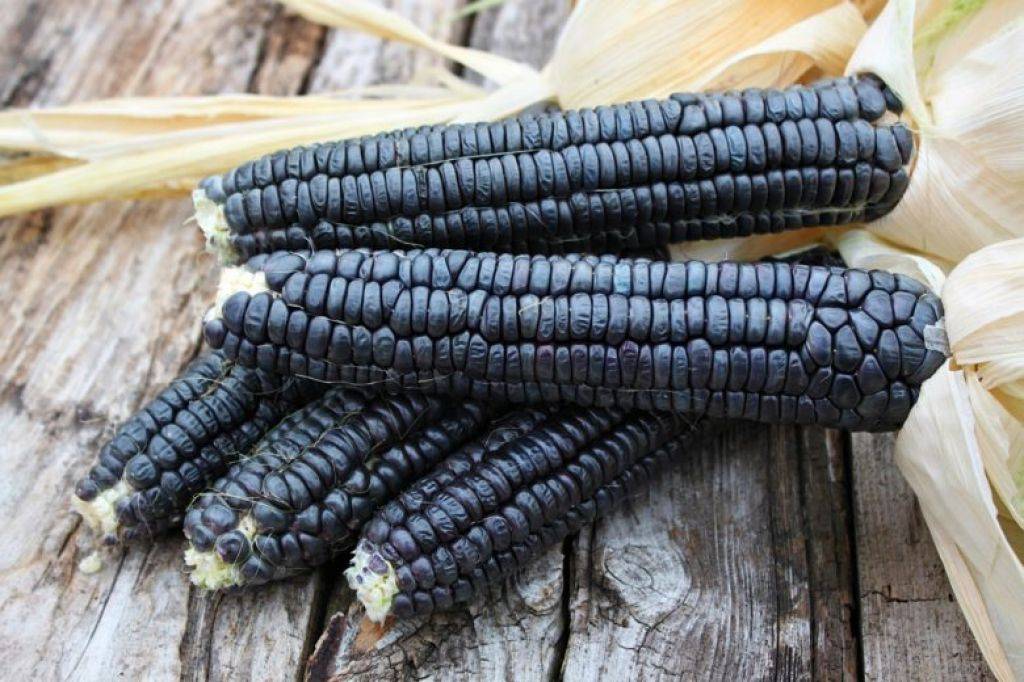 Кукуруза: состав, польза, вред, рецепты