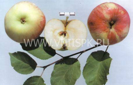 Сорт яблони орловим фото и описание сорта фото