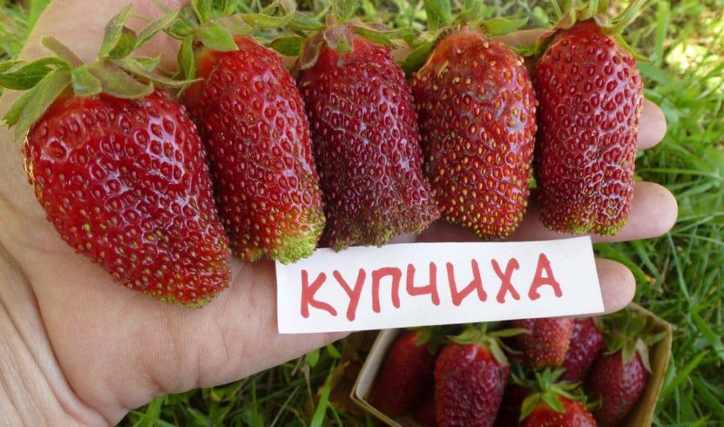 Клубника купчиха картинки