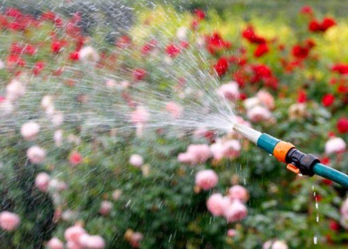 Как правильно поливать домашние розы