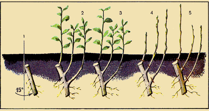 Как размножить войлочную вишню: отводками, черенками и семенами