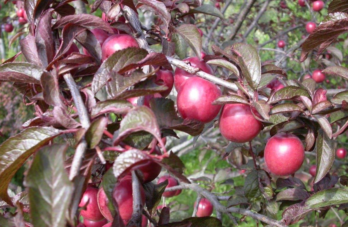 Алыча лама: описание и характеристика сорта с красными листьями