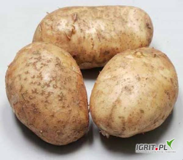 Картофель санте (сантэ): описание сорта, фото, отзывы, посадка, выращивание, уход