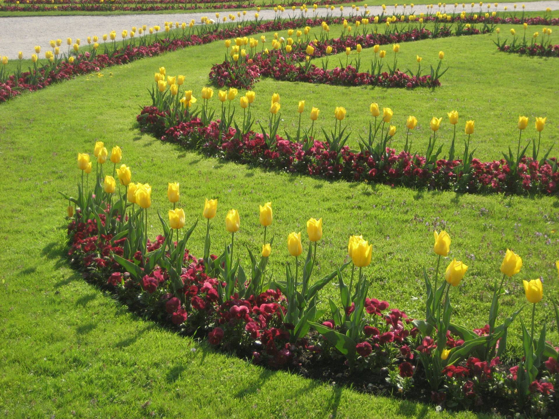 Тюльпаны в ландшафтном дизайне дачного участка, фото