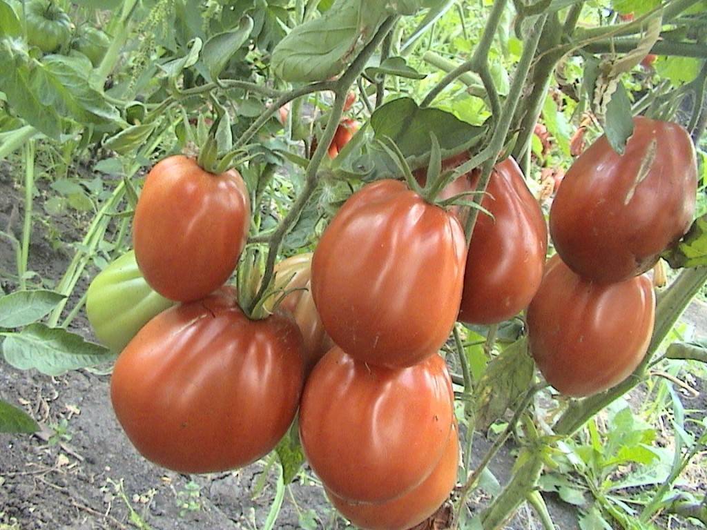 Томат бычки минусинские: характеристика и описание сорта, отзывы об урожайности помидоров и фото куста