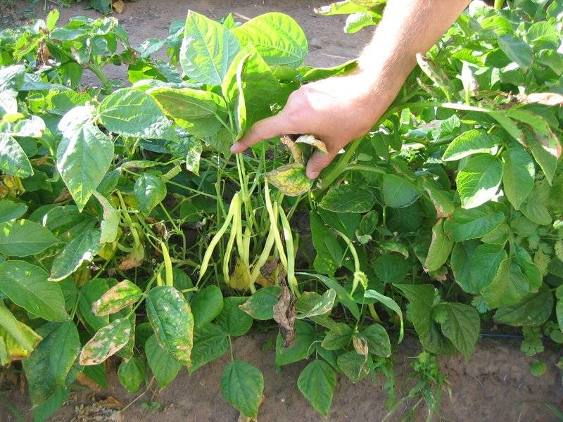 Фасоль спаржевая (стручковая): выращивание и уход, когда и как правильно сажать