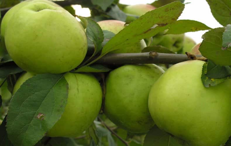 Сорт яблони братчуд — описание, особенности посадки и ухода