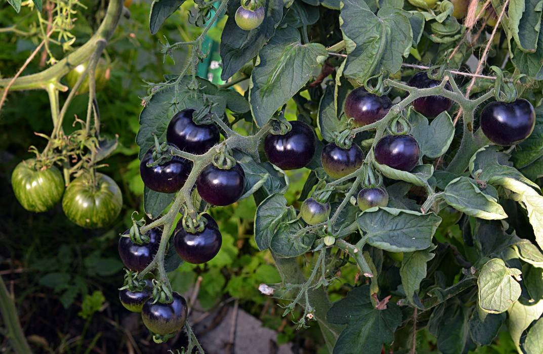 Томат черная гроздь: характеристика и описание сорта, отзывы, фото, урожайность
