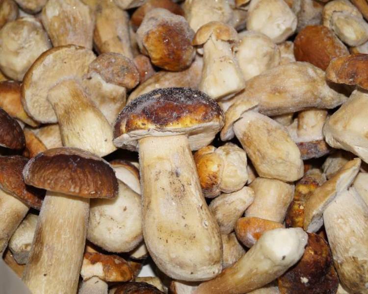 Как заморозить грибы на зиму. приготовление замороженных грибов :: syl.ru