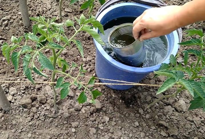 Как ухаживать за рассадой арбузов