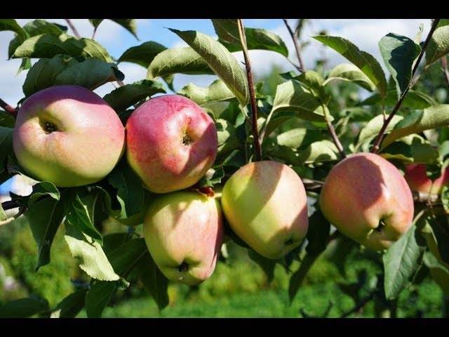 Выращивание яблони «кандиль орловский»