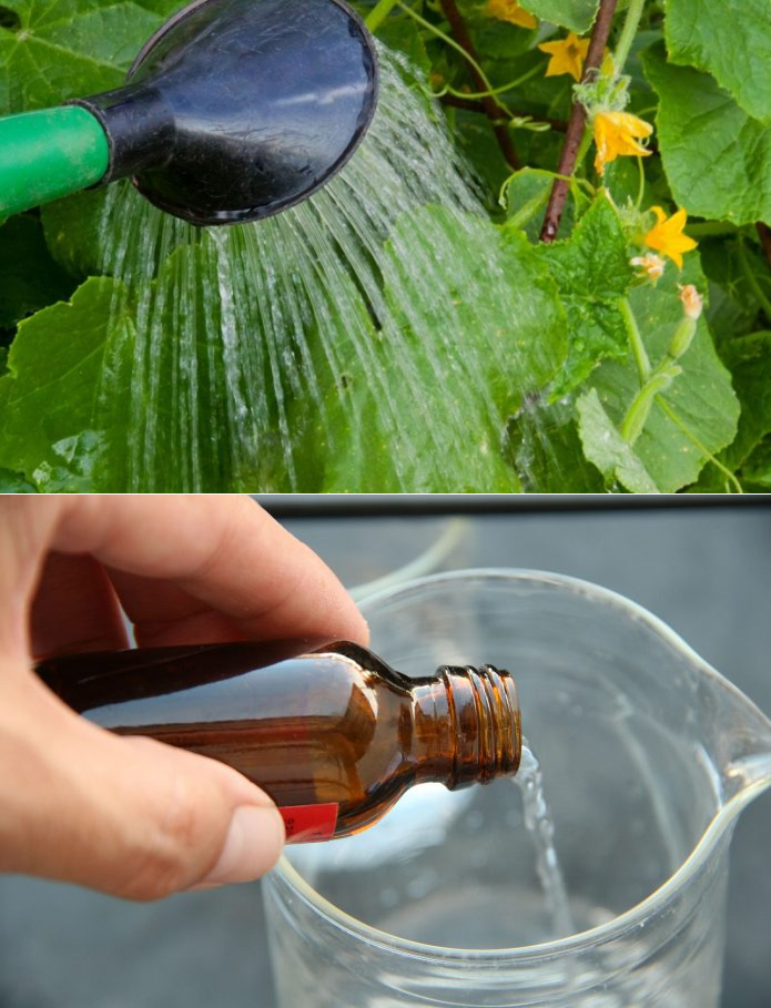 Нашатырный спирт: применение от вредителей сада и для подкормки растений