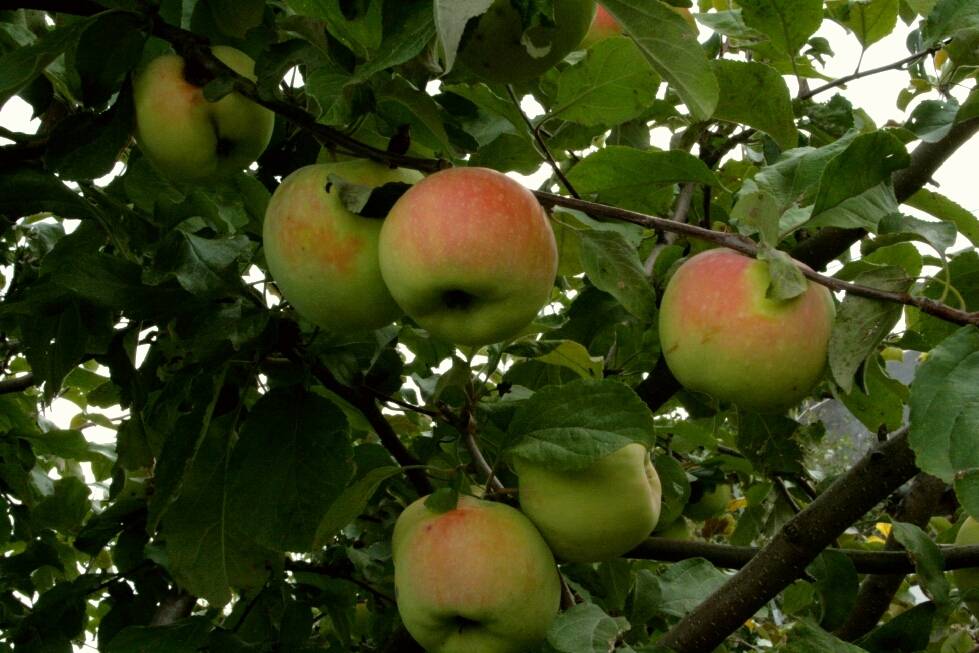 Яблоня сорта белый налив (папировка): характеристика, основные отличия, агротехника выращивания и уход, фото