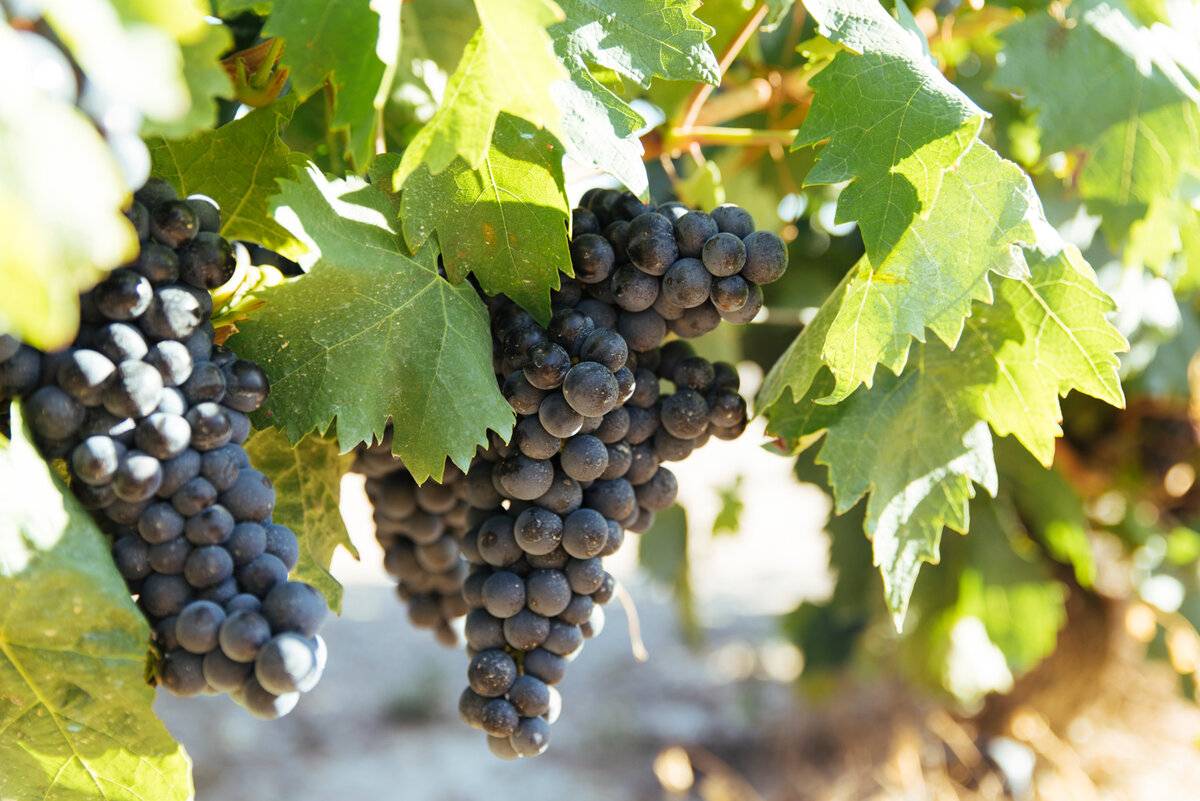 Сорт винограда Шираз вино