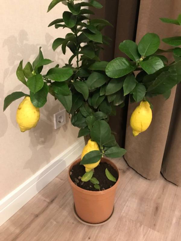 Описание лимона сорта Лунарио и уход за комнатным растением в домашних условиях