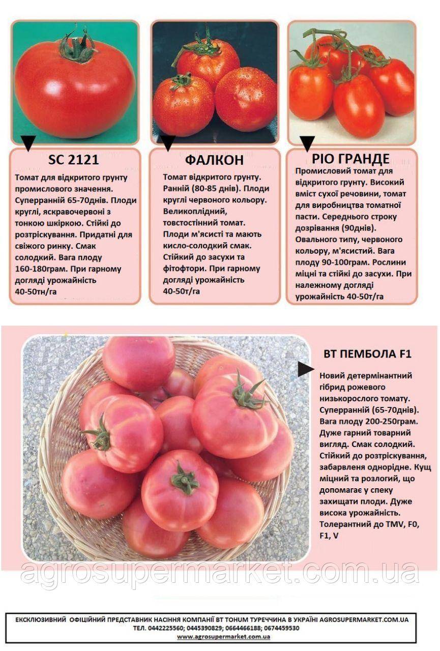 Описание томата дон жуан, его характеристика и особенности выращивания