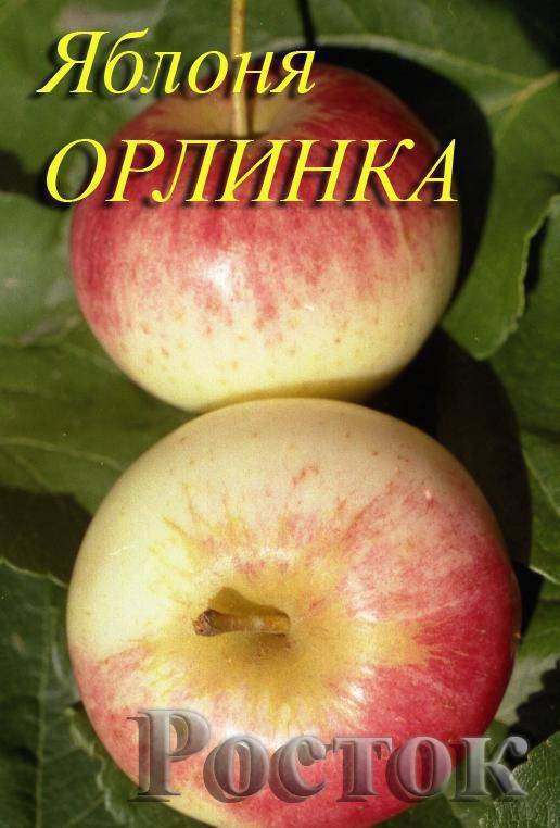 Фото яблок орлинка